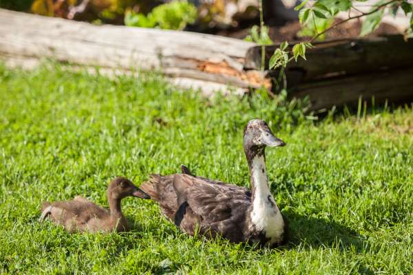 Bild aus der Galerie