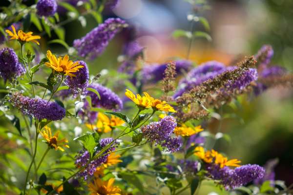 Bild aus der Galerie