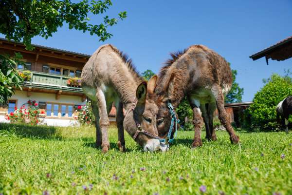 Bild aus der Galerie