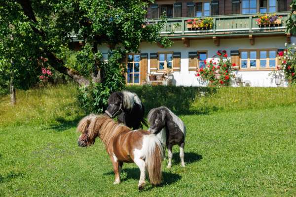 Bild aus der Galerie