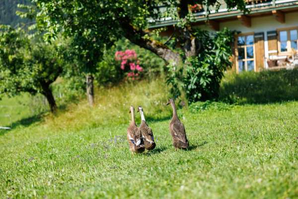 Bild aus der Galerie