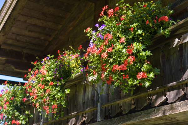 Bild aus der Galerie