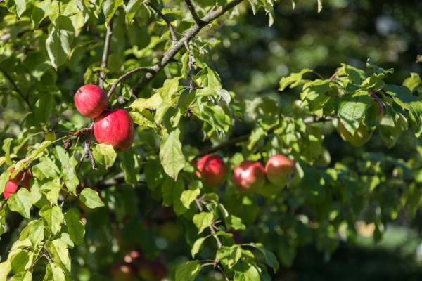 Bild aus der Galerie