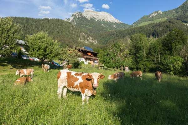 Bild aus der Galerie