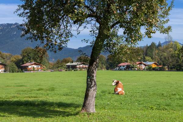 Bild aus der Galerie