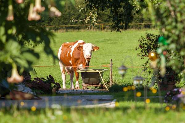 Bild aus der Galerie