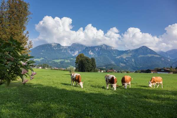 Bild aus der Galerie