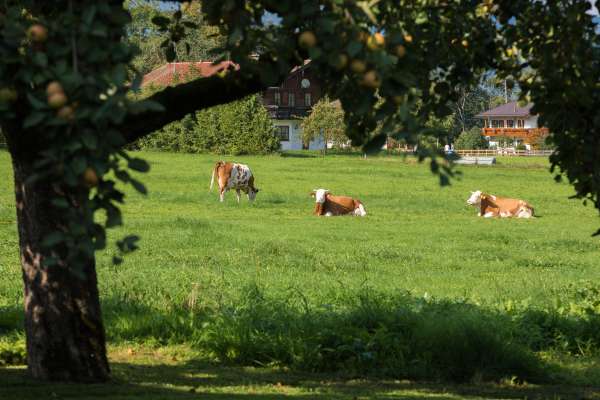 Bild aus der Galerie