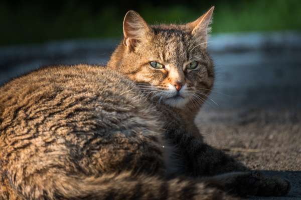 Bild aus der Galerie