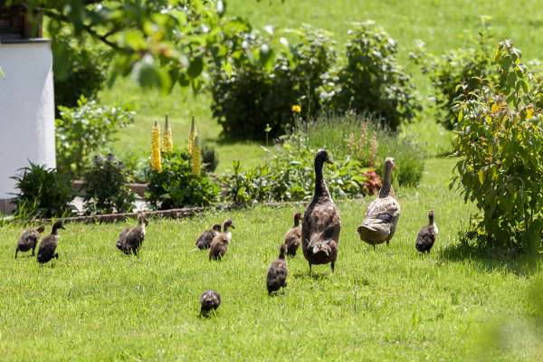 Bild aus der Galerie