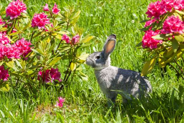 Bild aus der Galerie