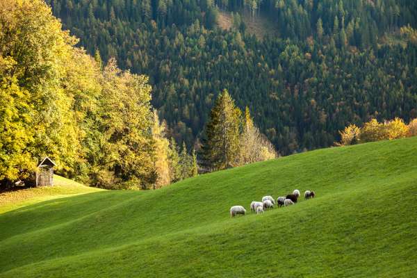 Bild aus der Galerie