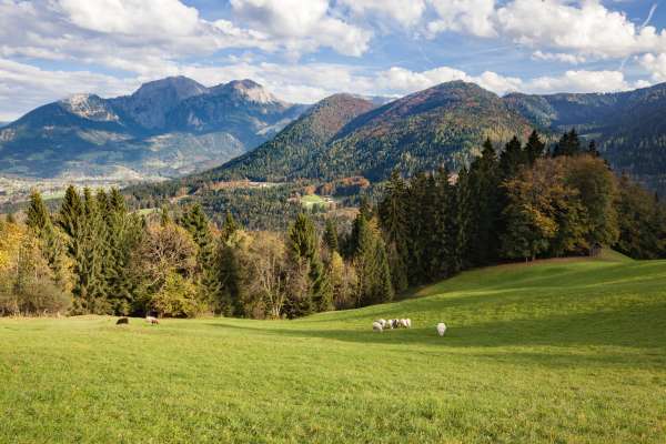 Bild aus der Galerie