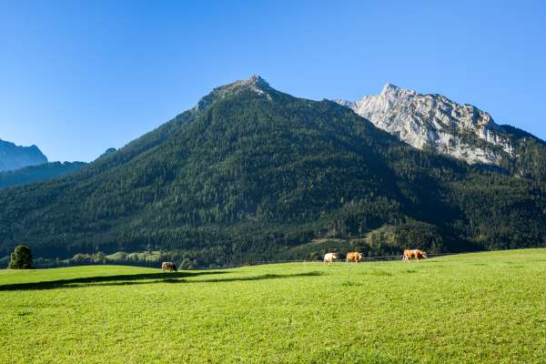 Bild aus der Galerie