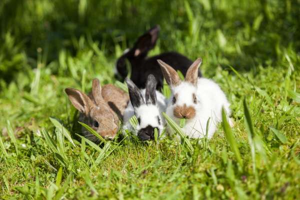 Bild aus der Galerie