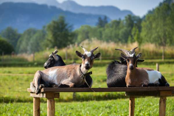 Bild aus der Galerie