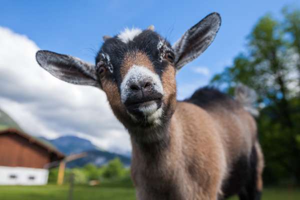 Bild aus der Galerie