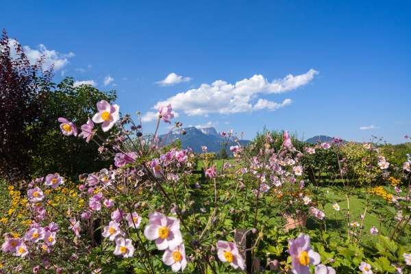 Bild aus der Galerie