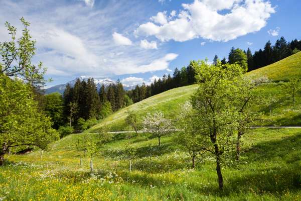 Bild aus der Galerie