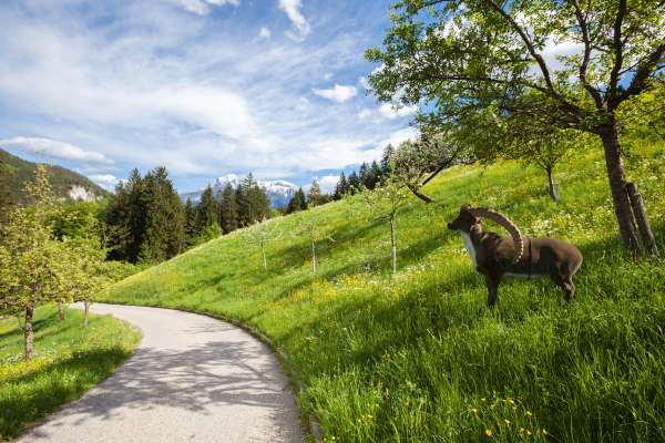 Bild aus der Galerie