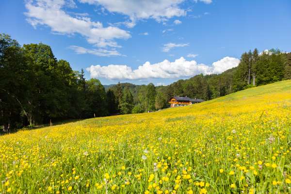 Bild aus der Galerie