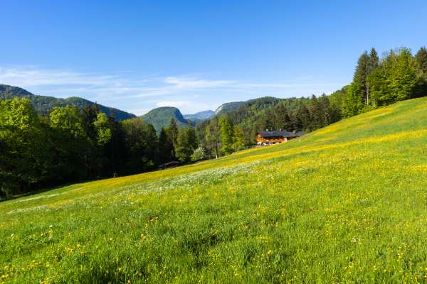 Bild aus der Galerie