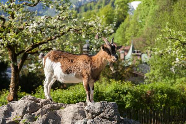 Bild aus der Galerie