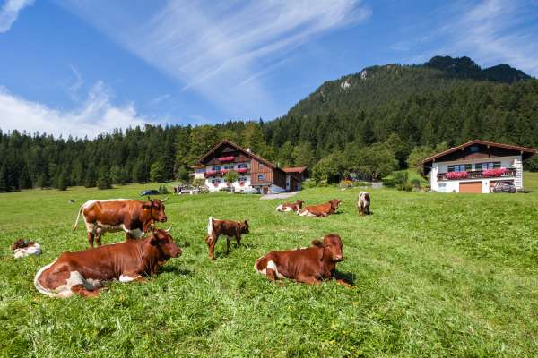 Bild aus der Galerie