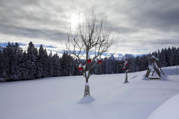 Bild aus der Galerie