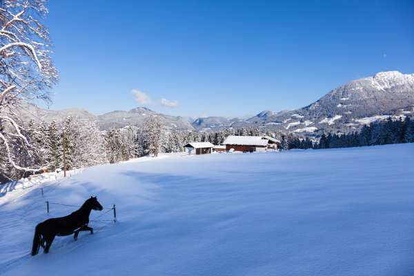 Bild aus der Galerie