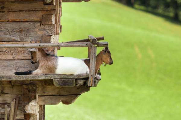 Bild aus der Galerie