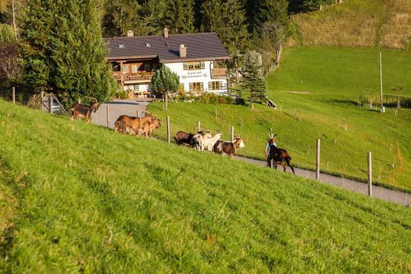 Bild aus der Galerie