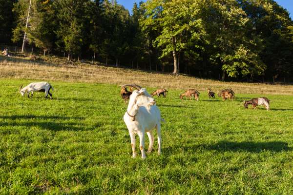 Bild aus der Galerie