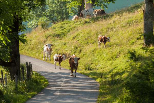 Bild aus der Galerie