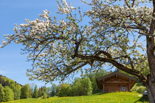 Bild aus der Galerie