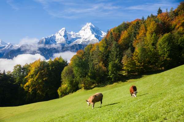 Bild aus der Galerie