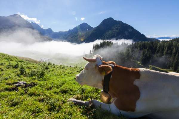 Bild aus der Galerie