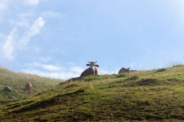 Bild aus der Galerie