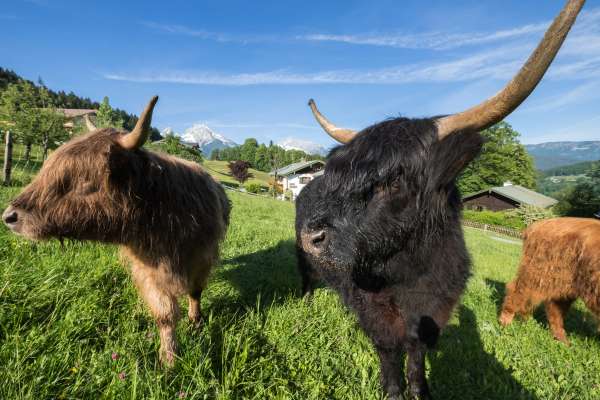 Bild aus der Galerie